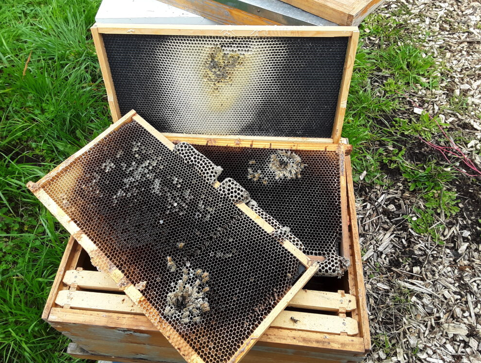 A honey bee hive deadout with empty frames and small clusters of dead bees on frames.
